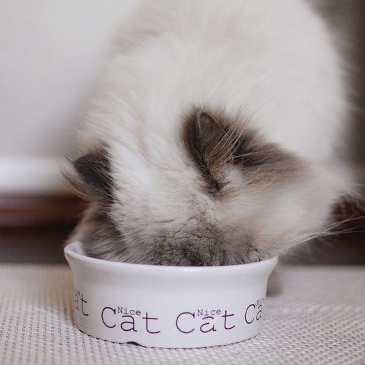 Cat eating from a ceramic bowl at home
