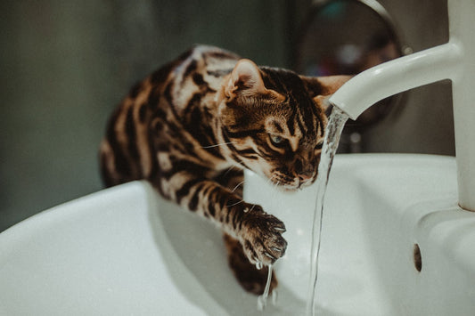 Cat drinking from a running faucet