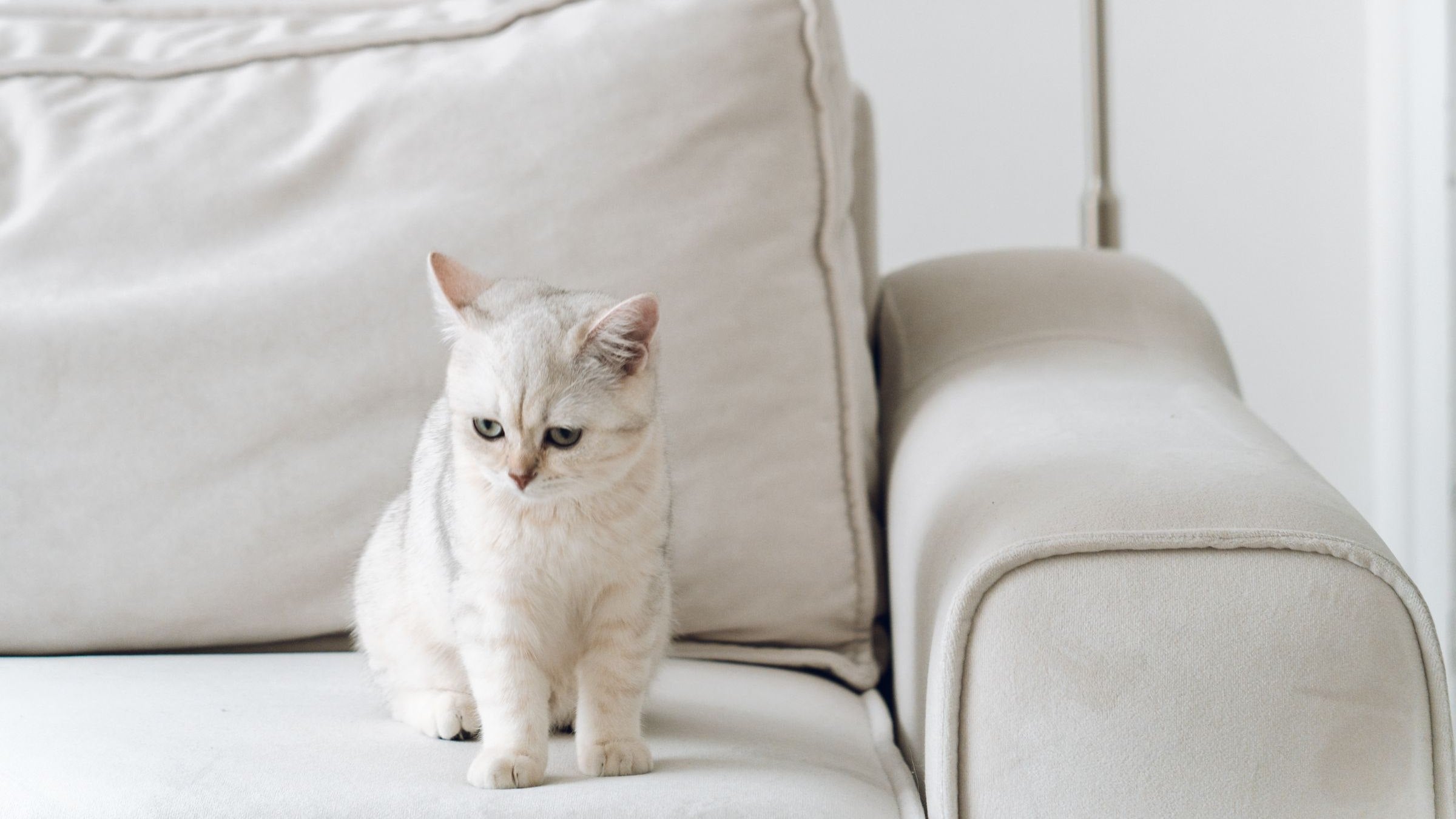 Cat sitting on a cream sofa in a bright minimalist living room